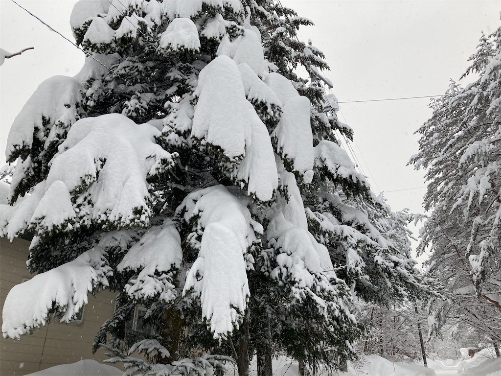 f:id:cactus-hakuba:20210111203858j:image f:id:cactus-hakuba:20210111203858j:image