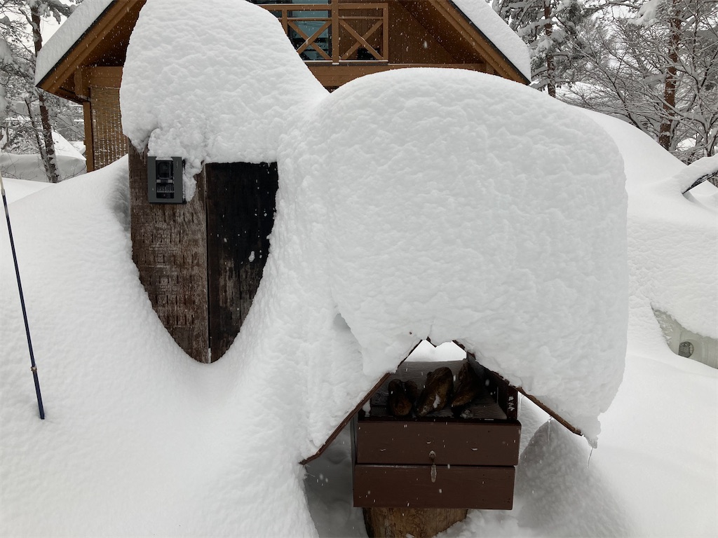 f:id:cactus-hakuba:20210111203908j:image f:id:cactus-hakuba:20210111203908j:image