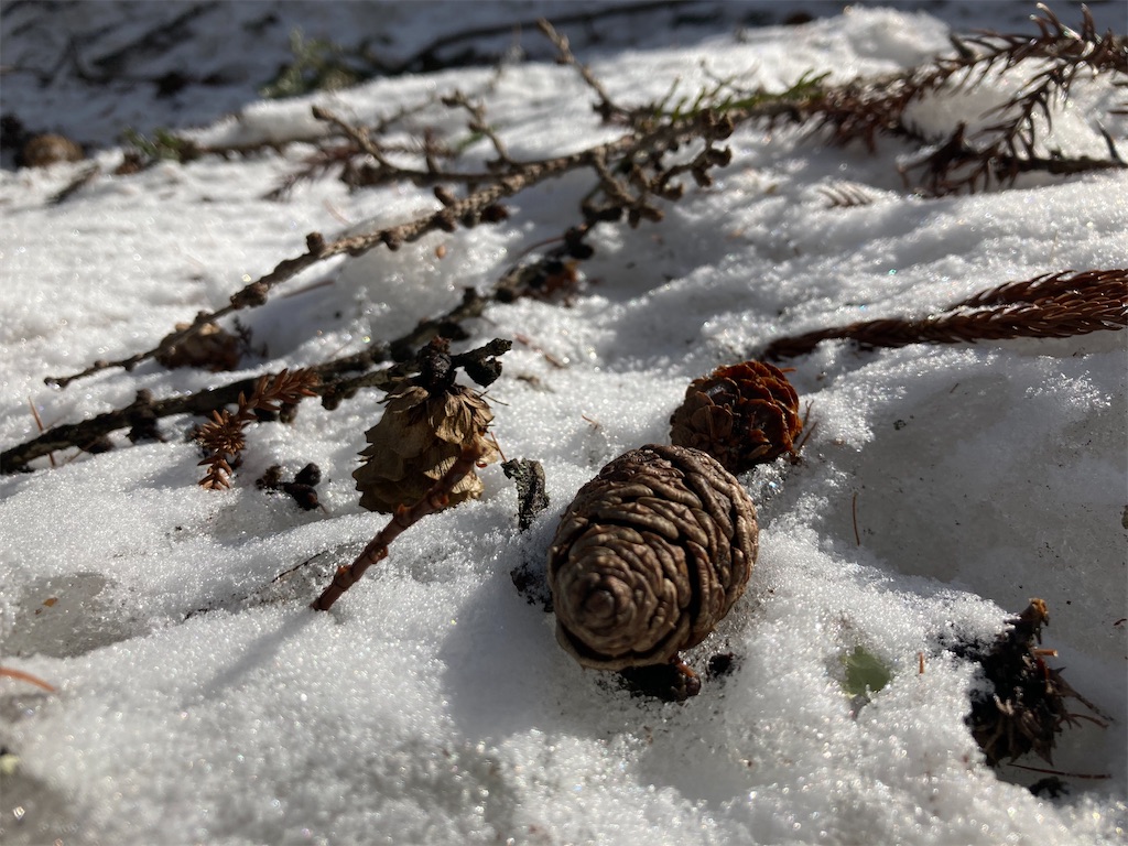 f:id:cactus-hakuba:20210324205459j:image f:id:cactus-hakuba:20210324205459j:image