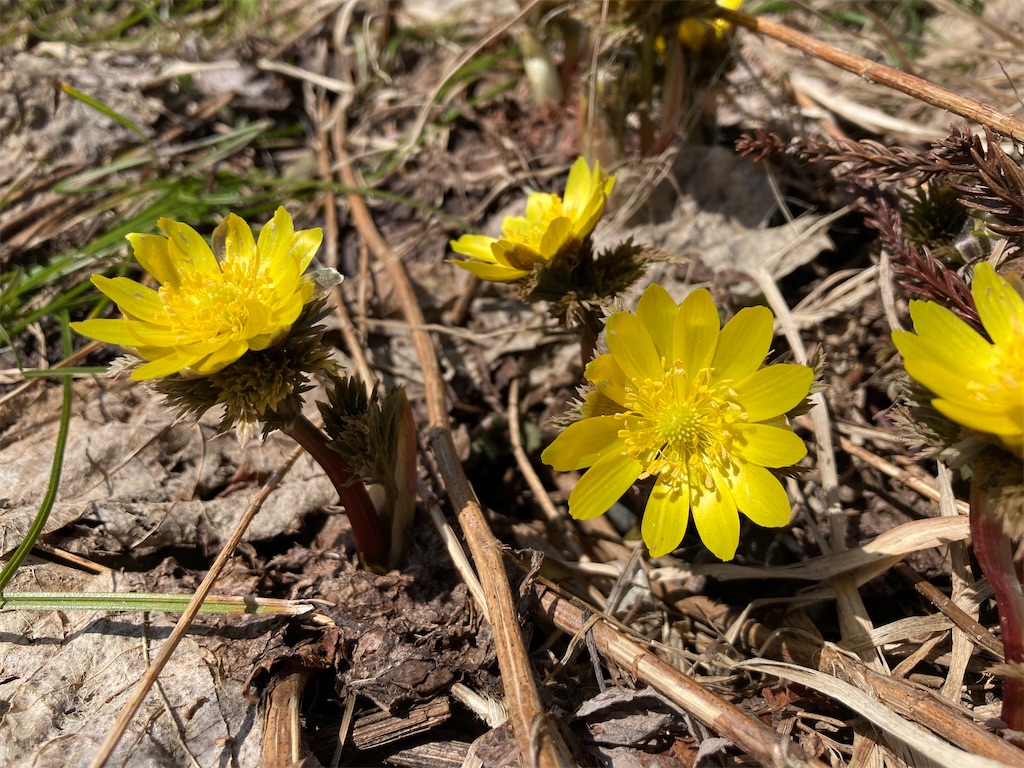 f:id:cactus-hakuba:20210324205710j:image f:id:cactus-hakuba:20210324205710j:image