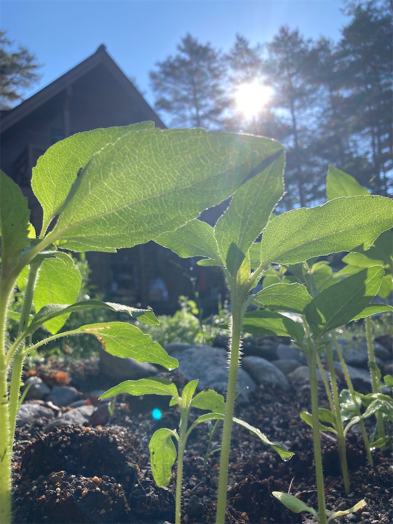 f:id:cactus-hakuba:20210626210841j:image f:id:cactus-hakuba:20210626210841j:image