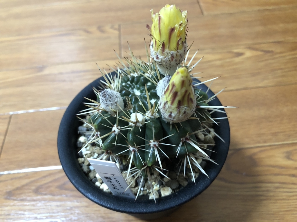 f:id:cactuspower:20180904173616j:plain f:id:cactuspower:20180904173616j:plain