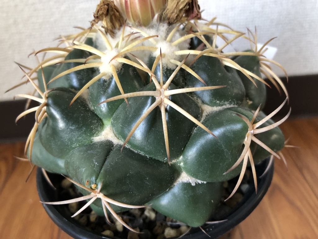 f:id:cactuspower:20180904180555j:plain f:id:cactuspower:20180904180555j:plain