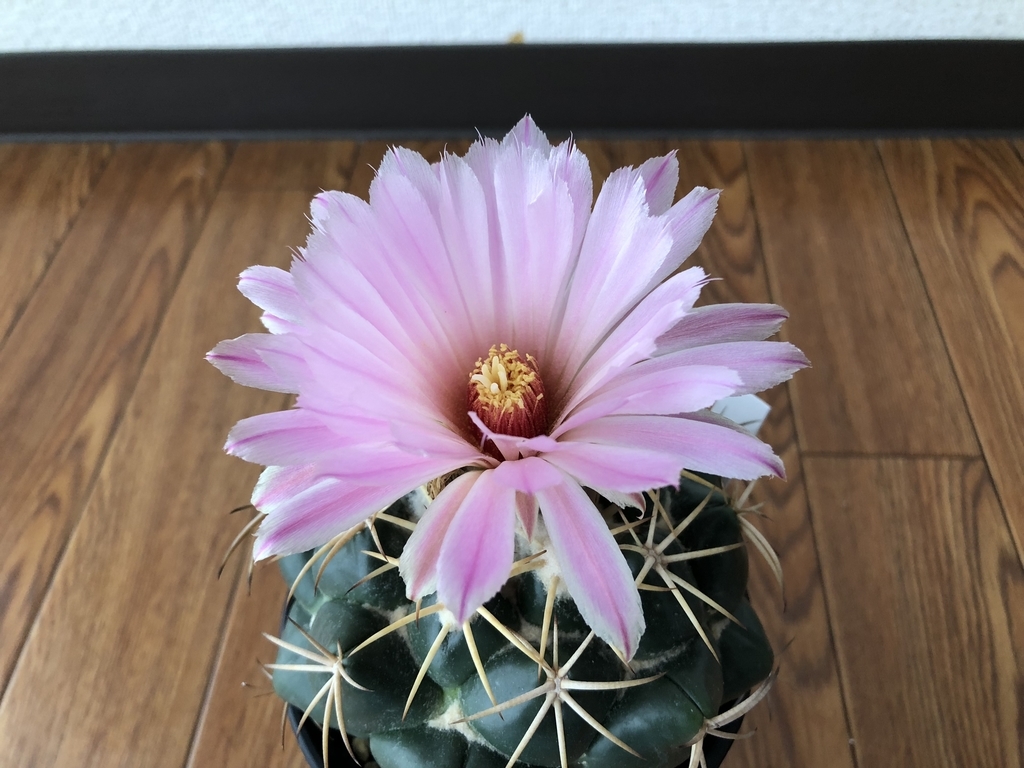 f:id:cactuspower:20180904180625j:plain f:id:cactuspower:20180904180625j:plain