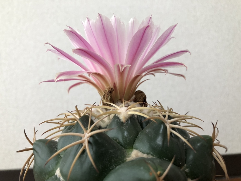 f:id:cactuspower:20180904181354j:plain f:id:cactuspower:20180904181354j:plain