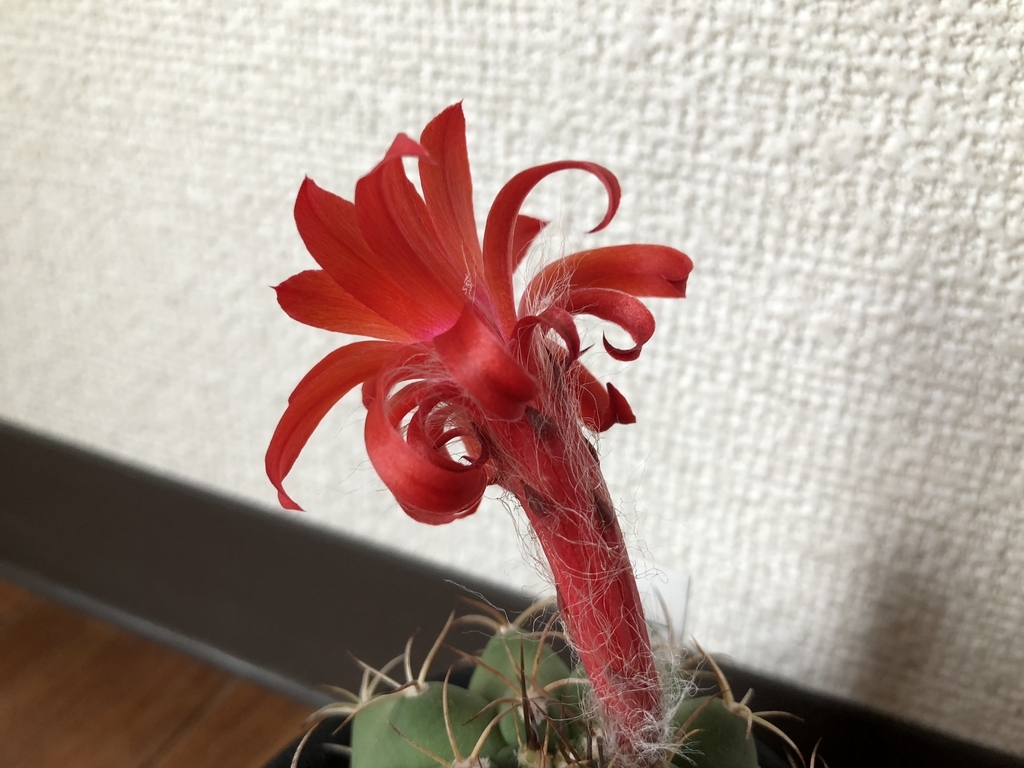 f:id:cactuspower:20180905211313j:plain f:id:cactuspower:20180905211313j:plain