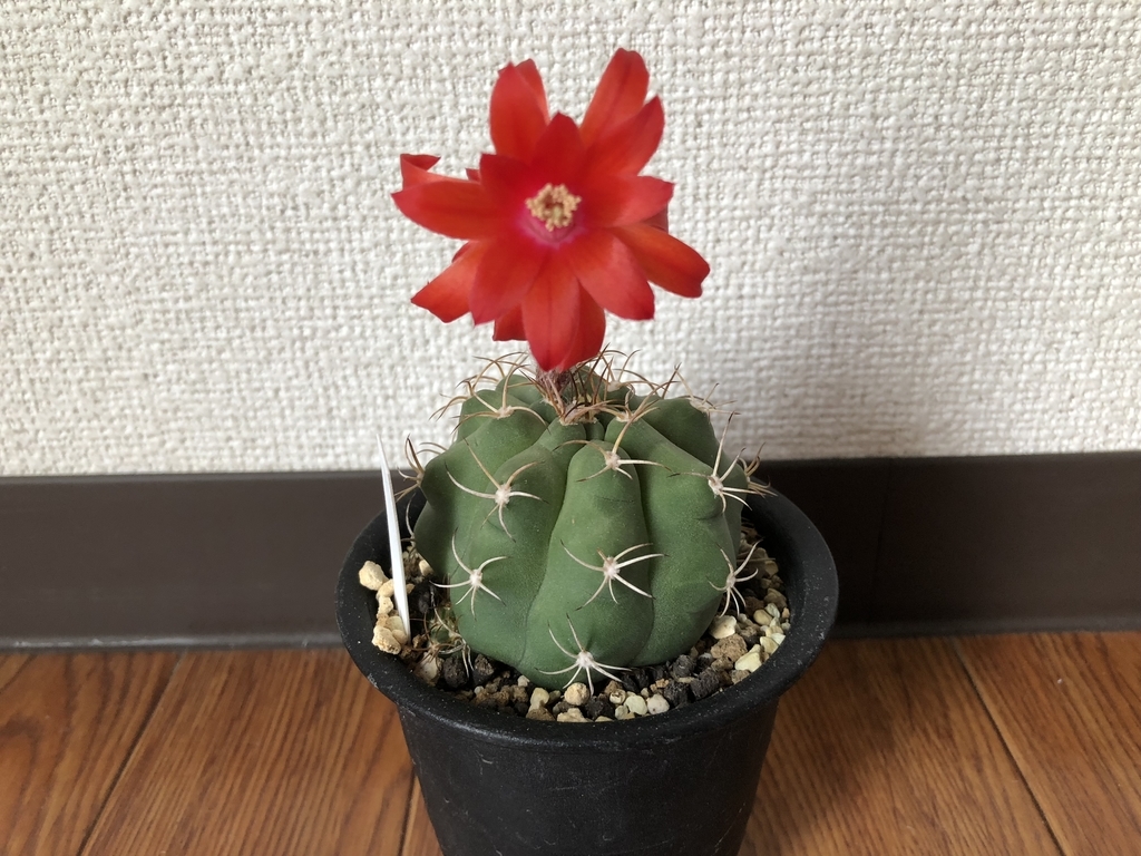 f:id:cactuspower:20180905211630j:plain f:id:cactuspower:20180905211630j:plain