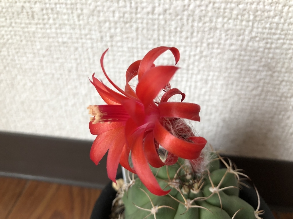 f:id:cactuspower:20180905212342j:plain f:id:cactuspower:20180905212342j:plain