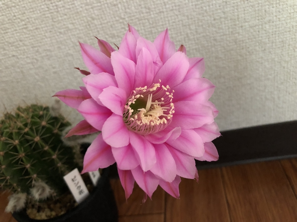 サボテン ロビビオプシス♬2カット ピンク花 サボテン ロビビオプシス♬2カット ピンク花