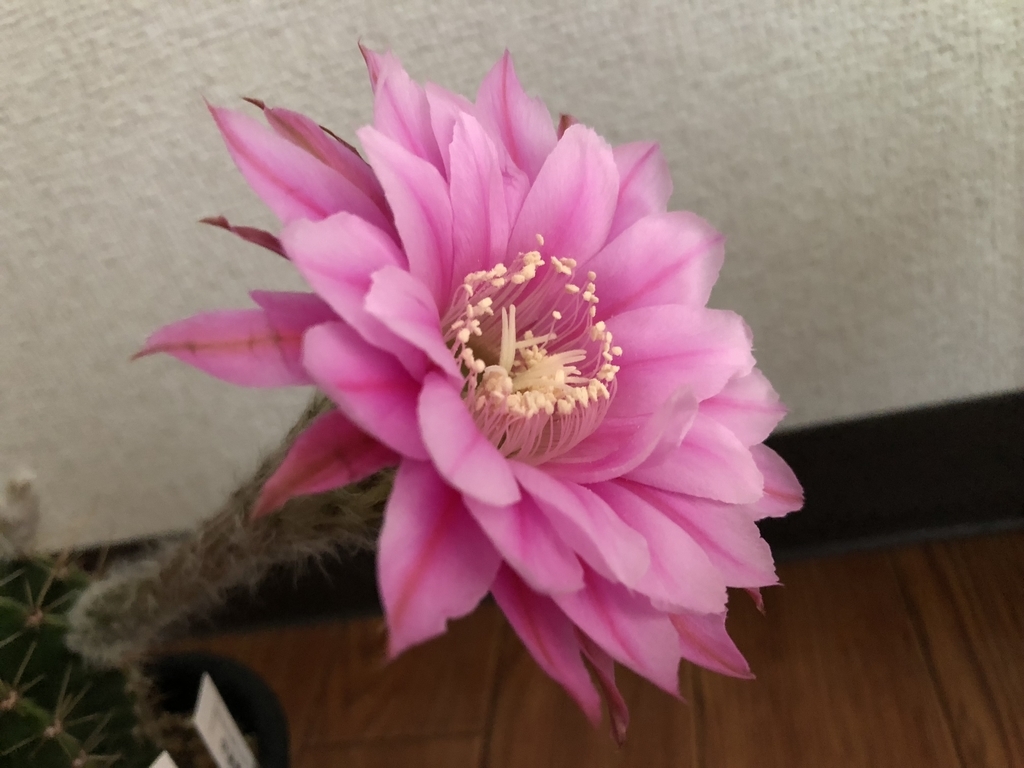 ロビビオプシス ピンク花、開花！ - cactuspower サボテン日記