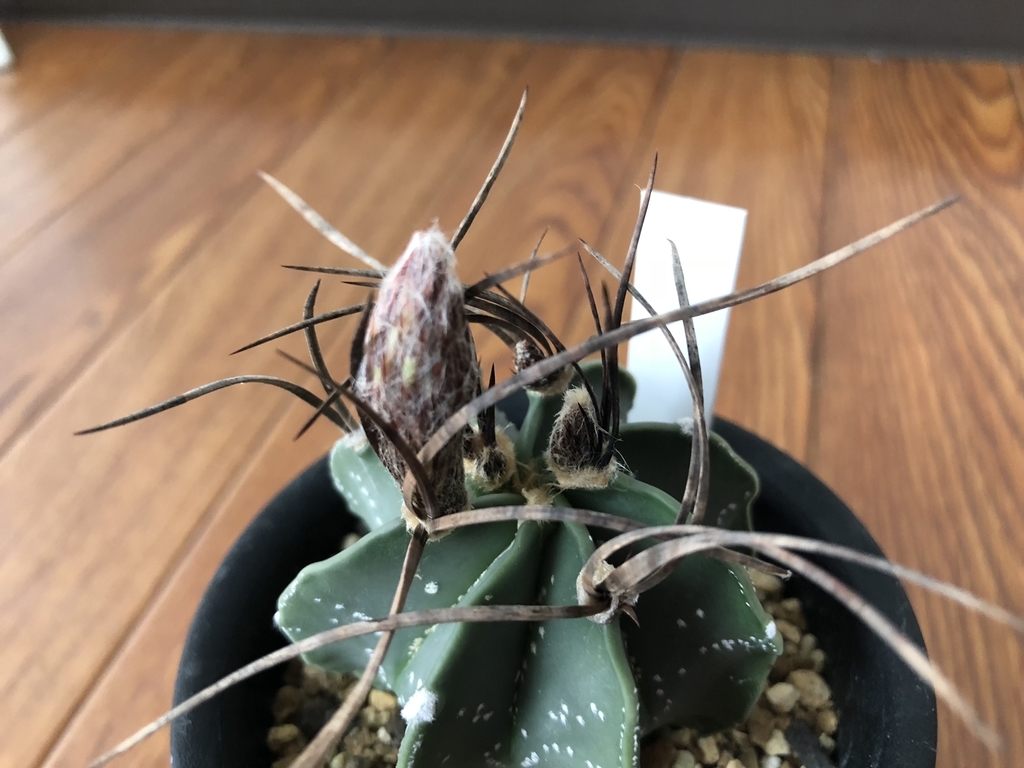 f:id:cactuspower:20180909132828j:plain