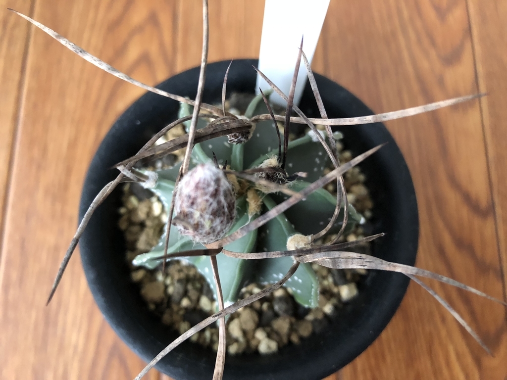 f:id:cactuspower:20180909133030j:plain
