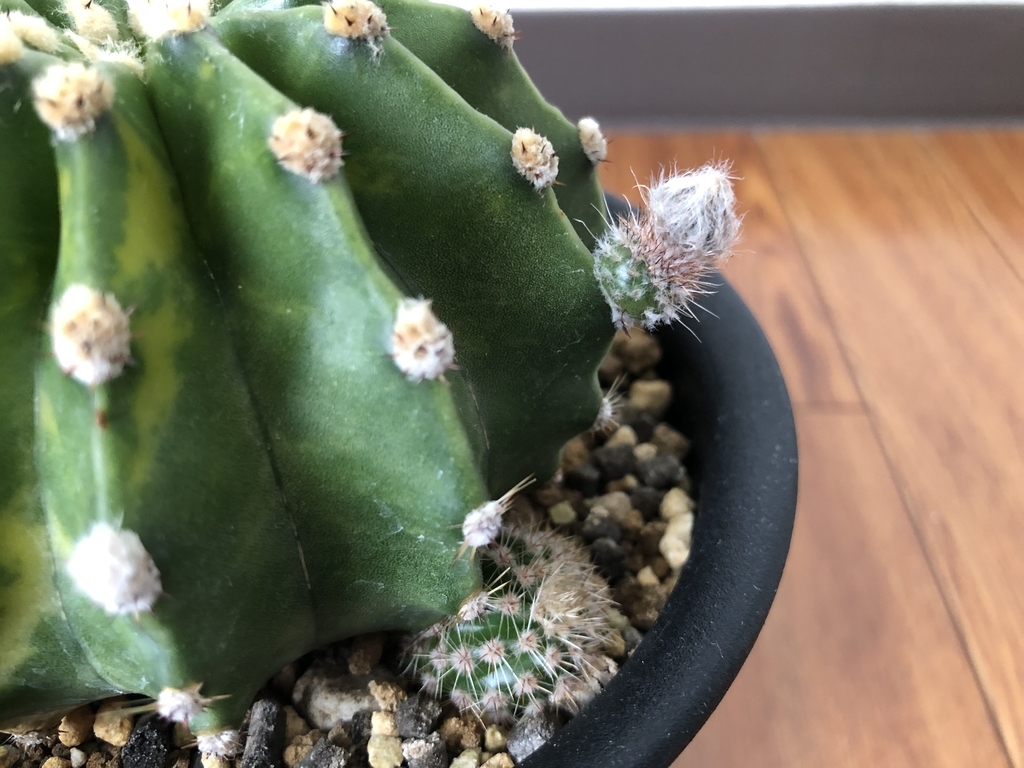 f:id:cactuspower:20180912123400j:plain