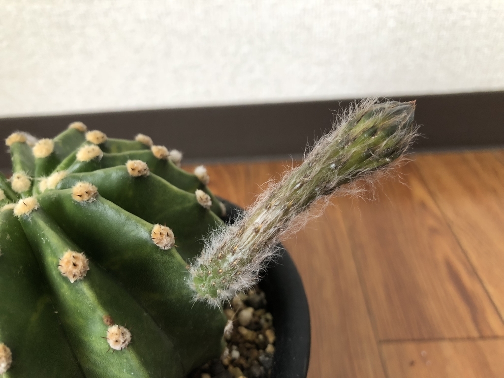 f:id:cactuspower:20180912123548j:plain