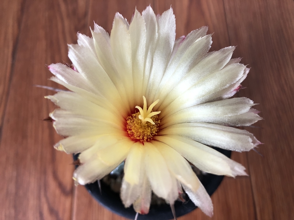f:id:cactuspower:20180913154637j:plain