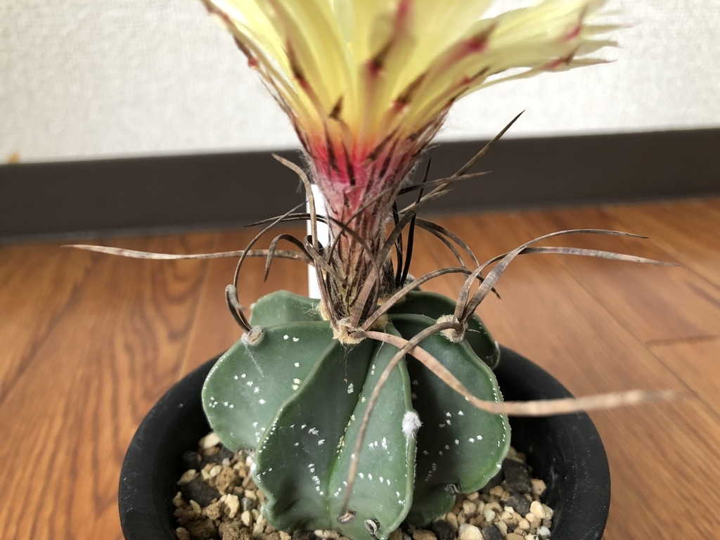 f:id:cactuspower:20180913154939j:plain