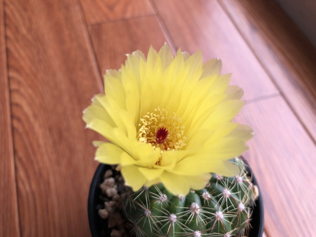 f:id:cactuspower:20180914153227j:plain f:id:cactuspower:20180914153227j:plain