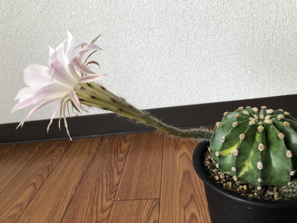 f:id:cactuspower:20180915112227j:plain f:id:cactuspower:20180915112227j:plain