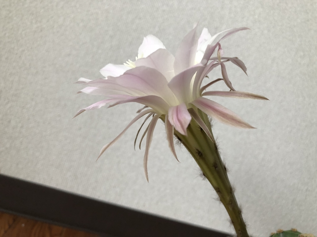 f:id:cactuspower:20180915112351j:plain f:id:cactuspower:20180915112351j:plain