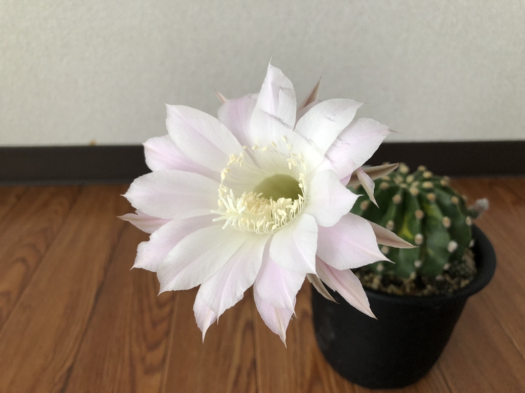 f:id:cactuspower:20180915112410j:plain f:id:cactuspower:20180915112410j:plain