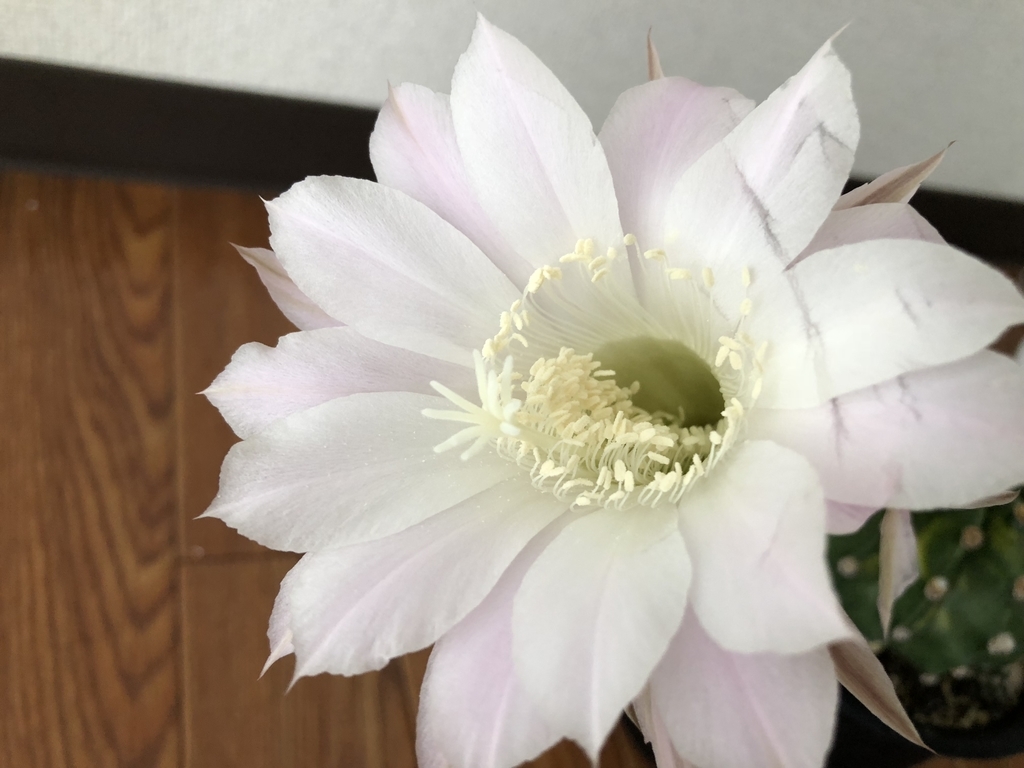 f:id:cactuspower:20180915112503j:plain f:id:cactuspower:20180915112503j:plain