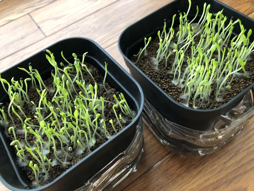 f:id:cactuspower:20180916142253j:plain