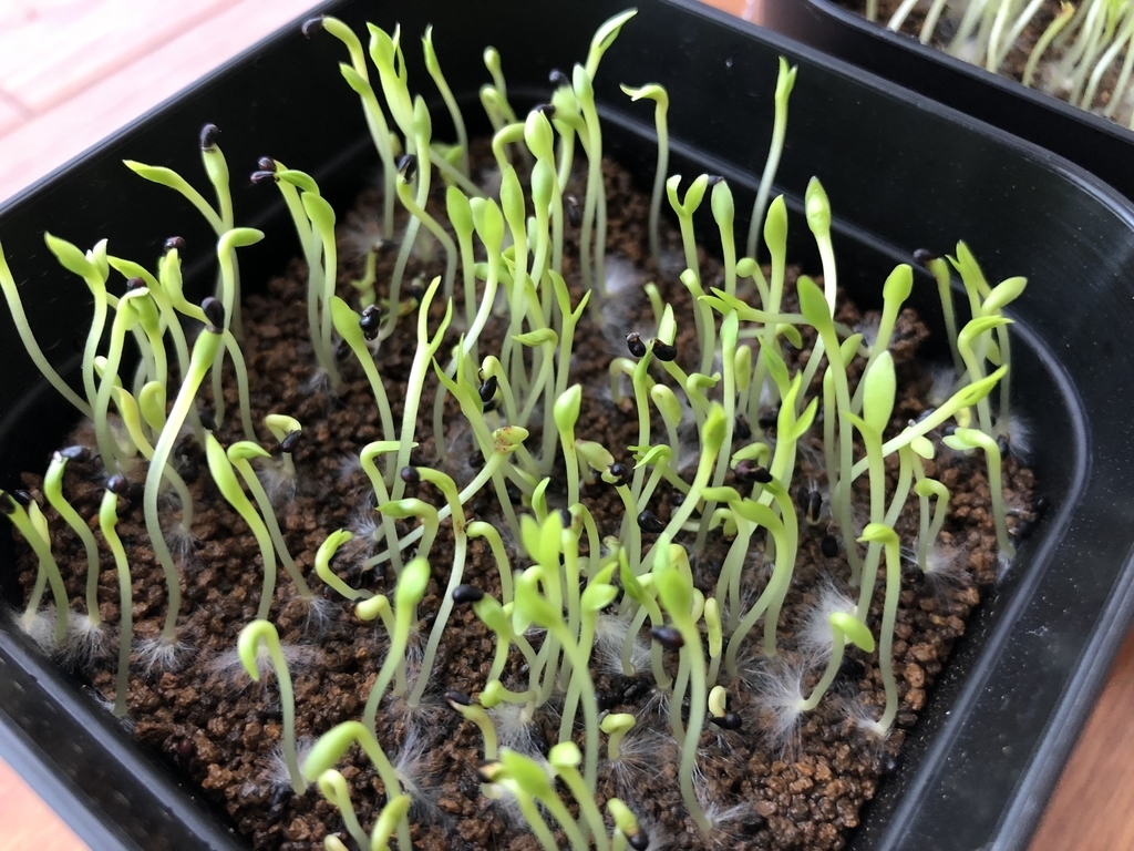 f:id:cactuspower:20180916142316j:plain