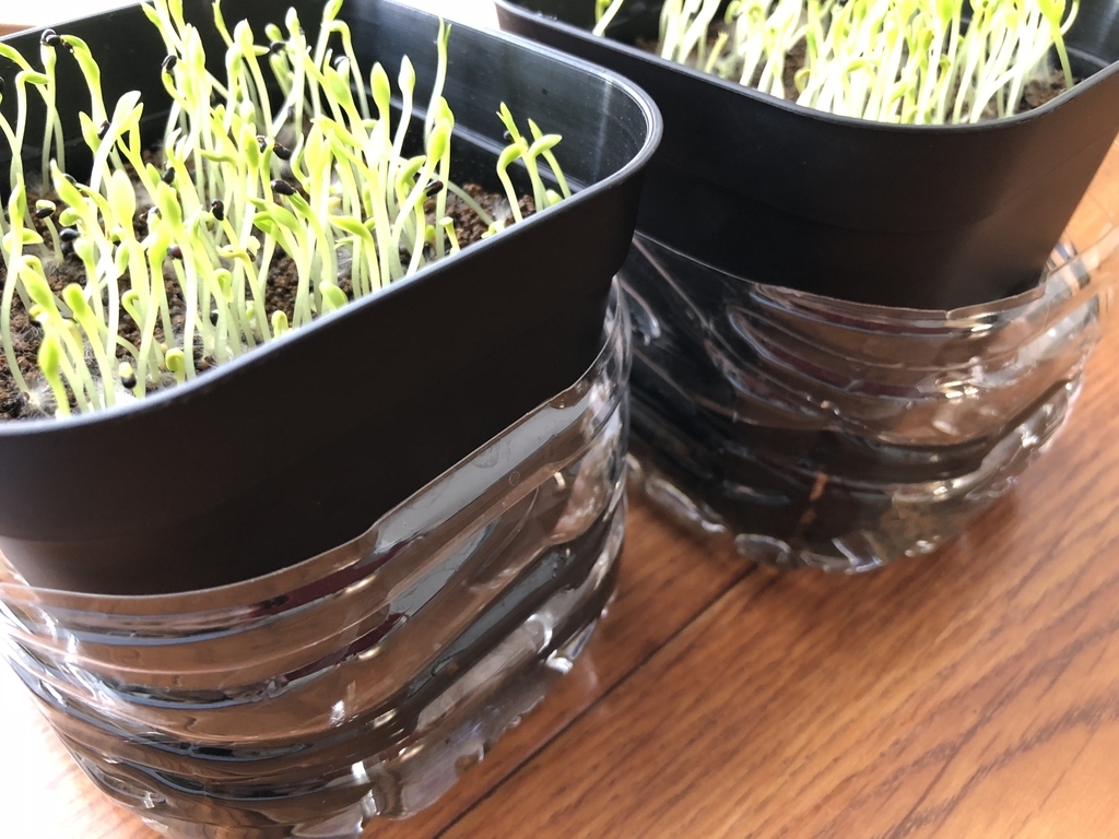 f:id:cactuspower:20180916142343j:plain