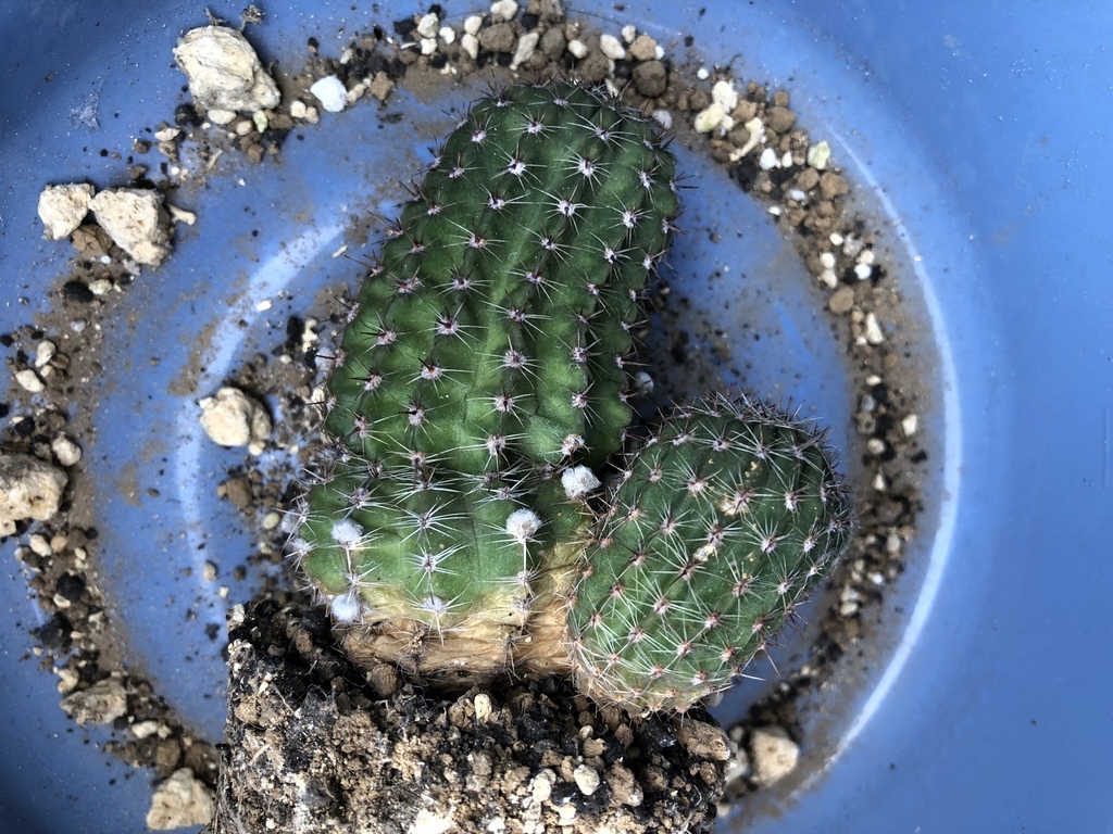 f:id:cactuspower:20180918103649j:plain