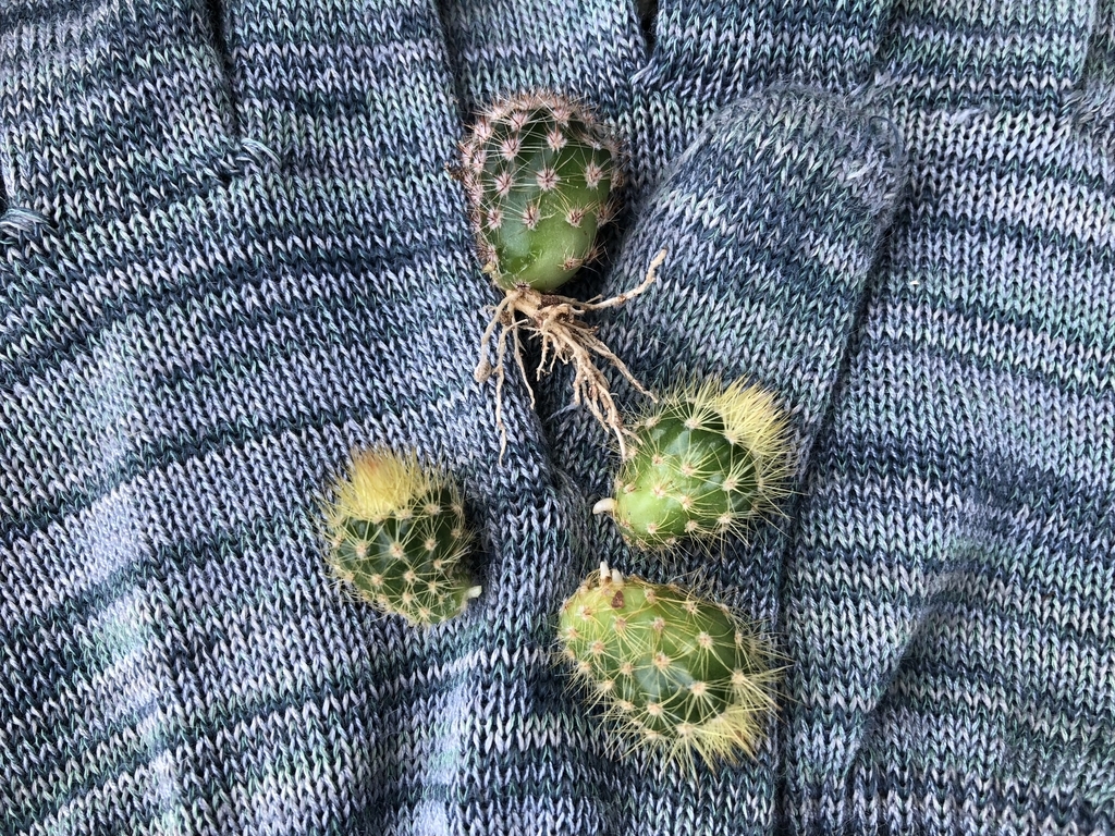 f:id:cactuspower:20180918103819j:plain