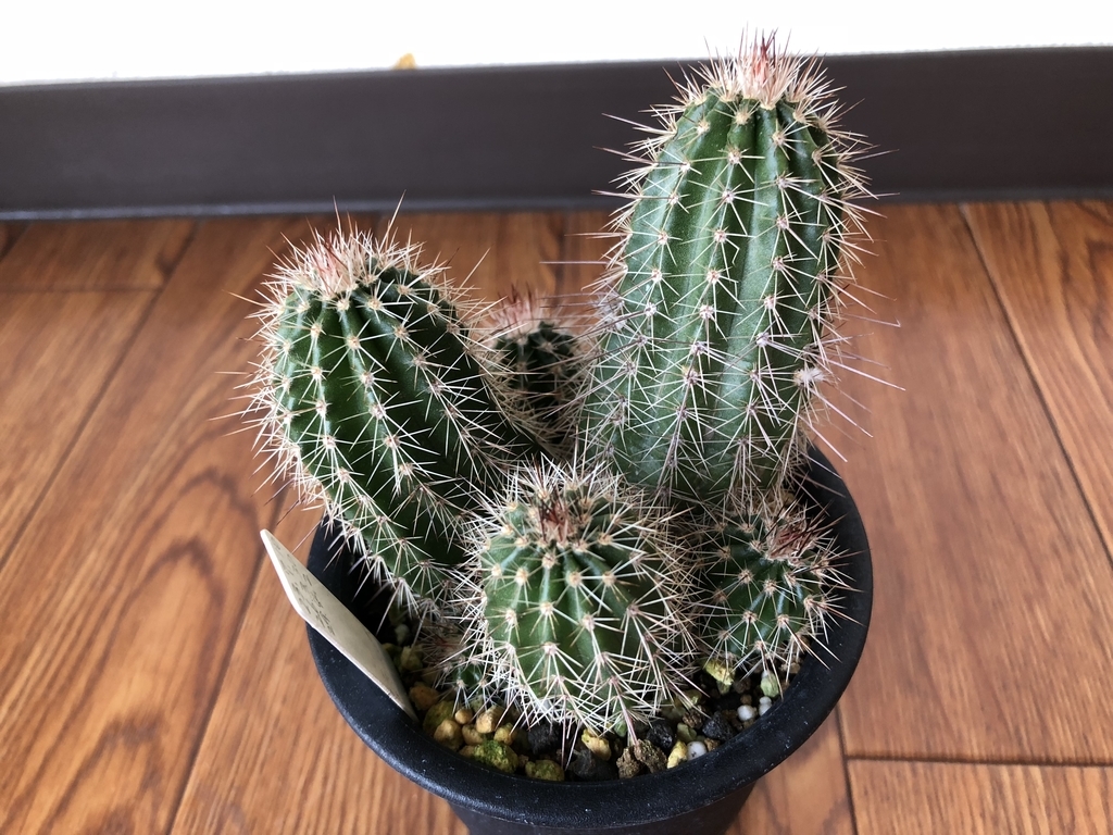 f:id:cactuspower:20180918103926j:plain
