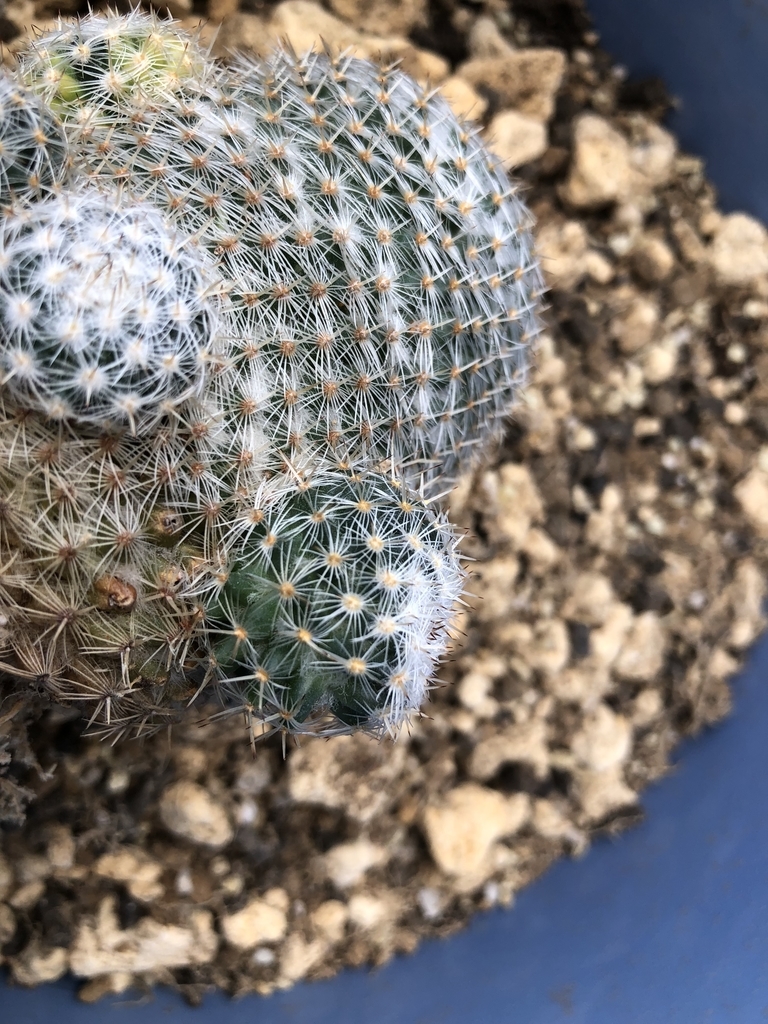 f:id:cactuspower:20180918104033j:plain