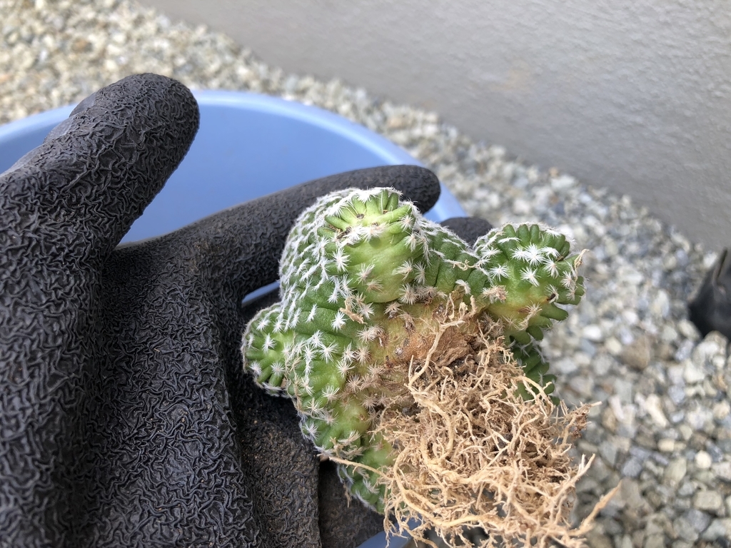 f:id:cactuspower:20180918104136j:plain