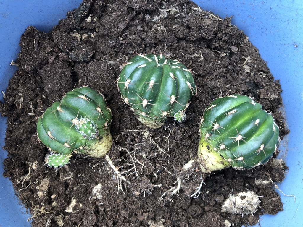 f:id:cactuspower:20180918104258j:plain