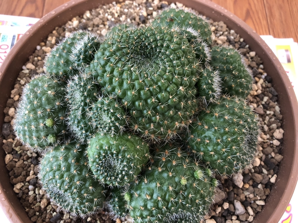 f:id:cactuspower:20180920123308j:plain