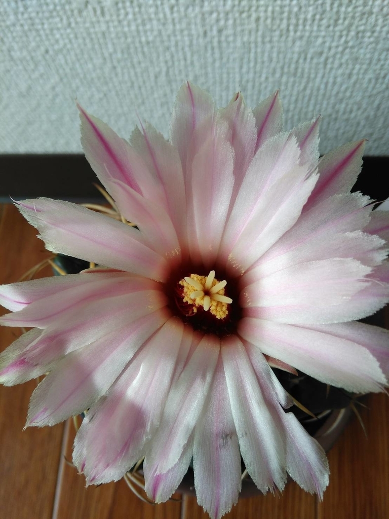 f:id:cactuspower:20180921125738j:plain