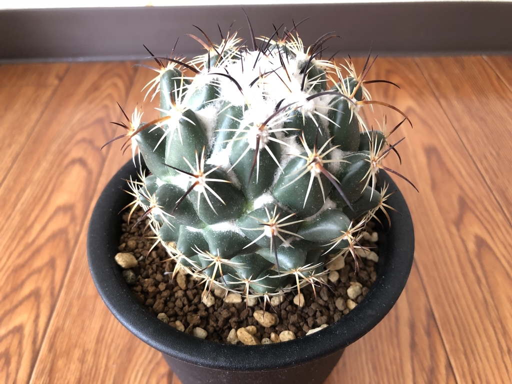 f:id:cactuspower:20180922232846j:plain