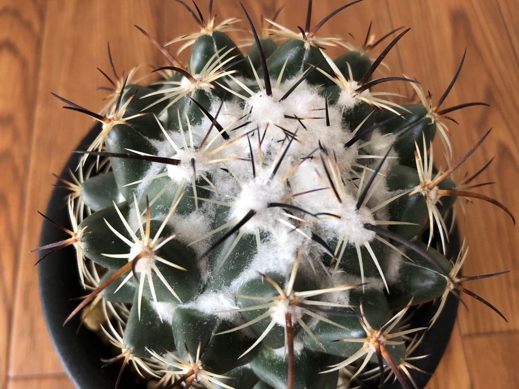 f:id:cactuspower:20180922233103j:plain