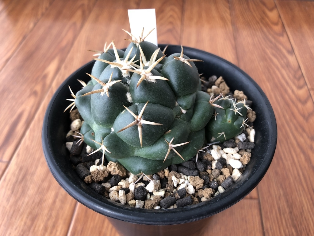 f:id:cactuspower:20180925232842j:plain