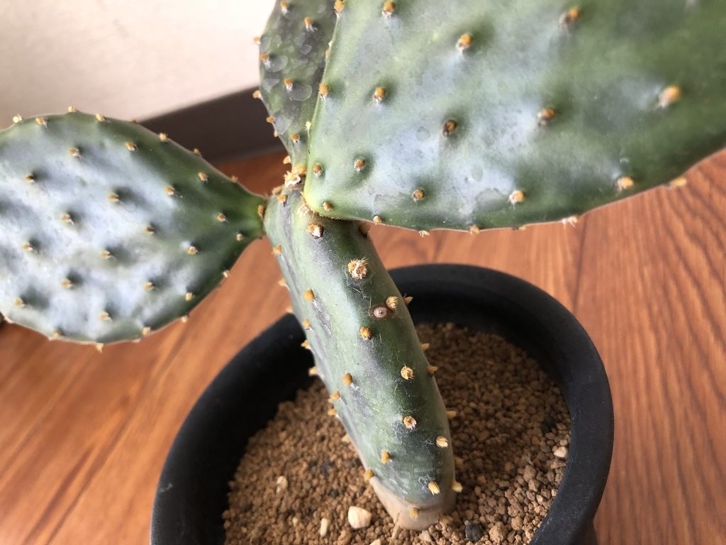 f:id:cactuspower:20180926114522j:plain