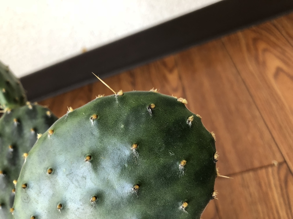 f:id:cactuspower:20180926114551j:plain