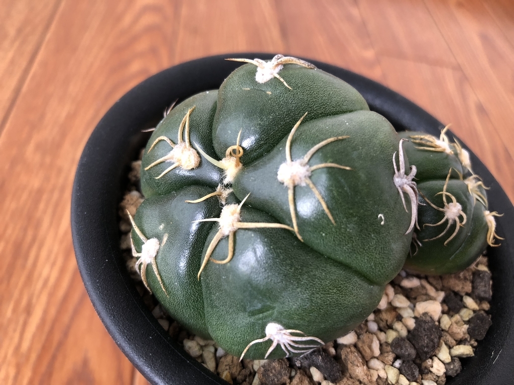 f:id:cactuspower:20180927221237j:plain