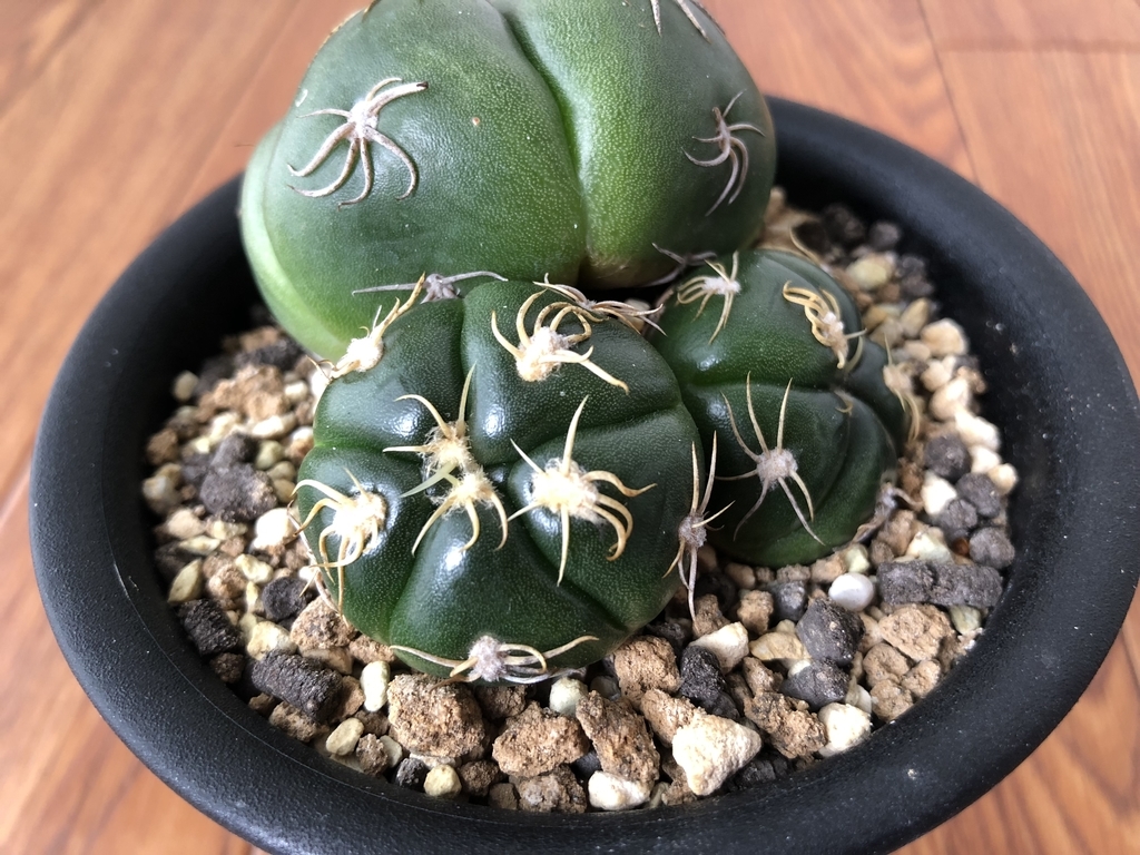 f:id:cactuspower:20180927221309j:plain
