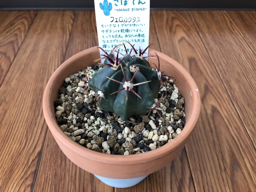 f:id:cactuspower:20180929111526j:plain f:id:cactuspower:20180929111526j:plain