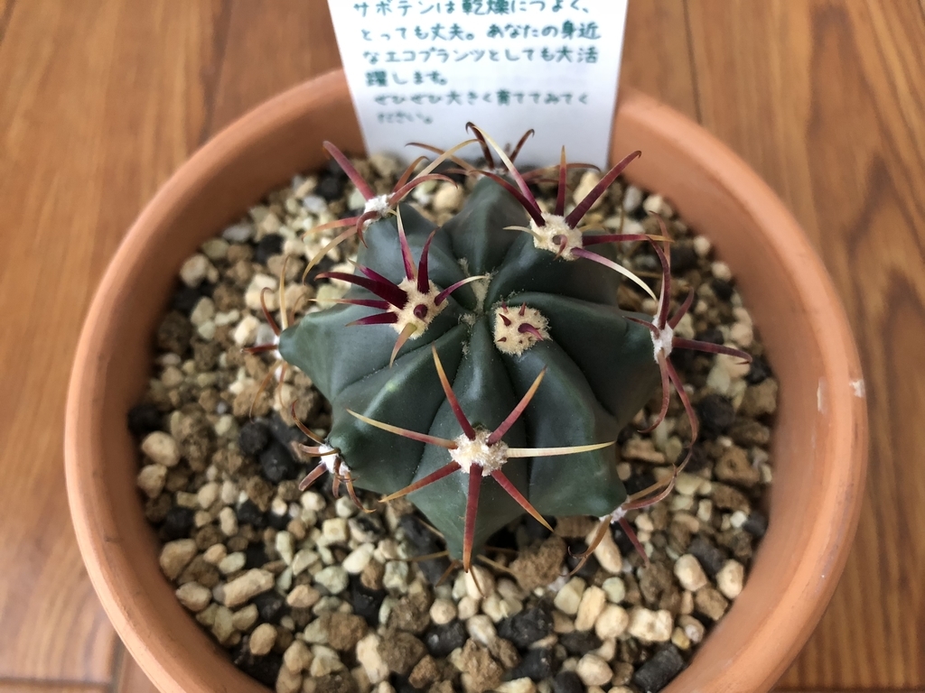 f:id:cactuspower:20180929111551j:plain f:id:cactuspower:20180929111551j:plain