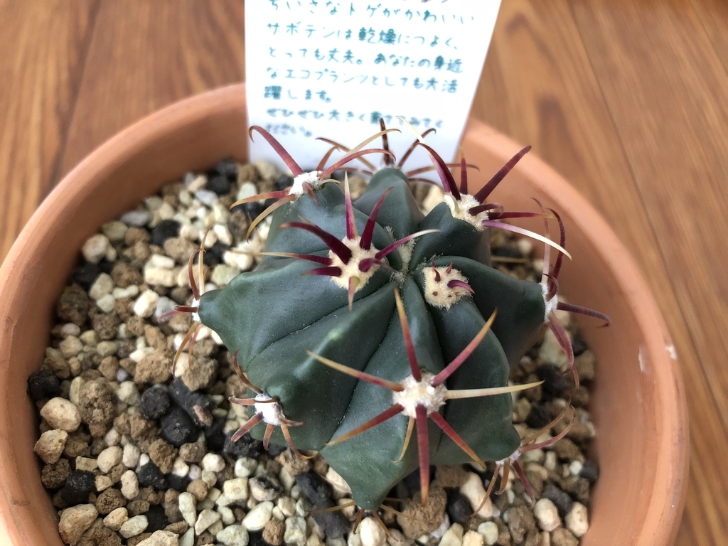 f:id:cactuspower:20180929111708j:plain f:id:cactuspower:20180929111708j:plain