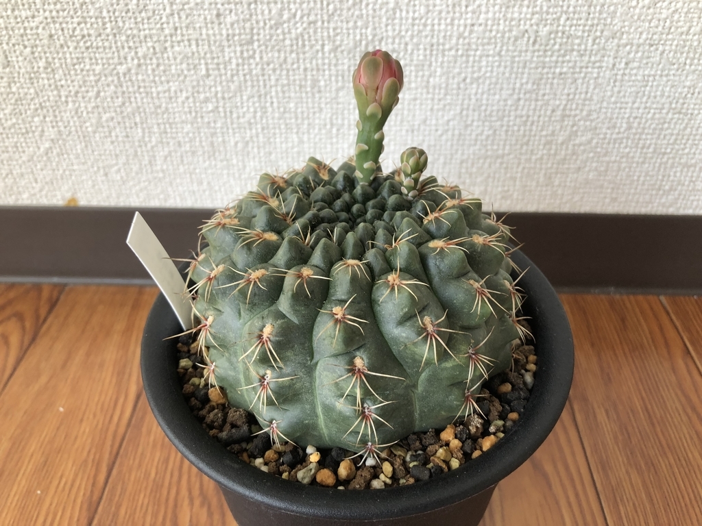 f:id:cactuspower:20181002223457j:plain f:id:cactuspower:20181002223457j:plain