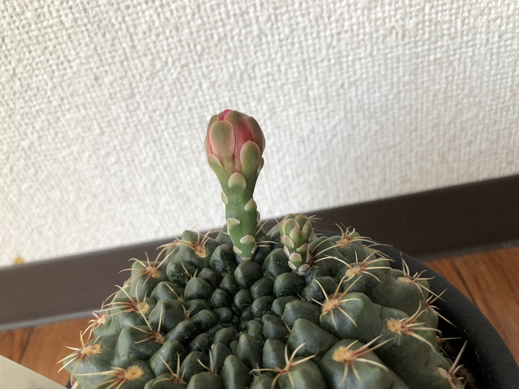 f:id:cactuspower:20181002223603j:plain f:id:cactuspower:20181002223603j:plain