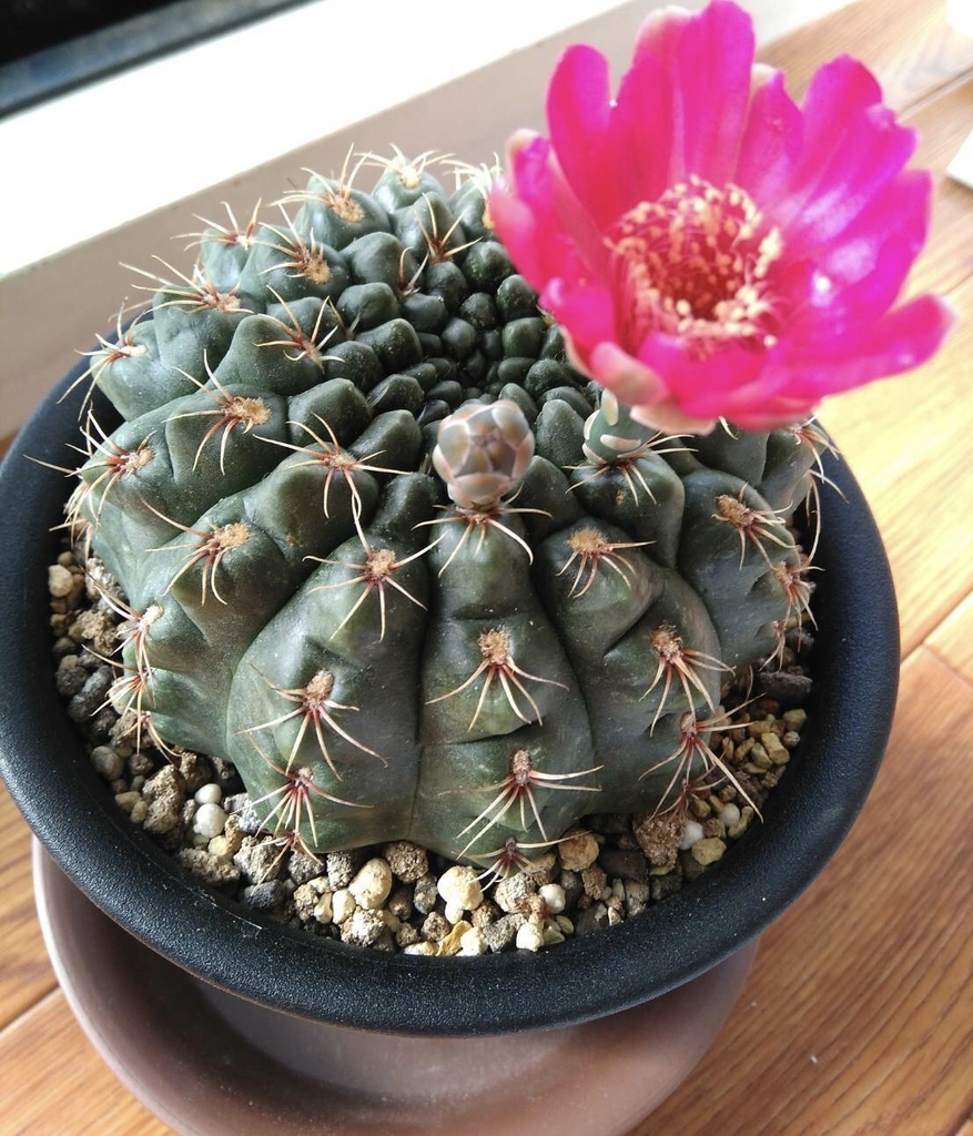 f:id:cactuspower:20181002223635j:plain f:id:cactuspower:20181002223635j:plain