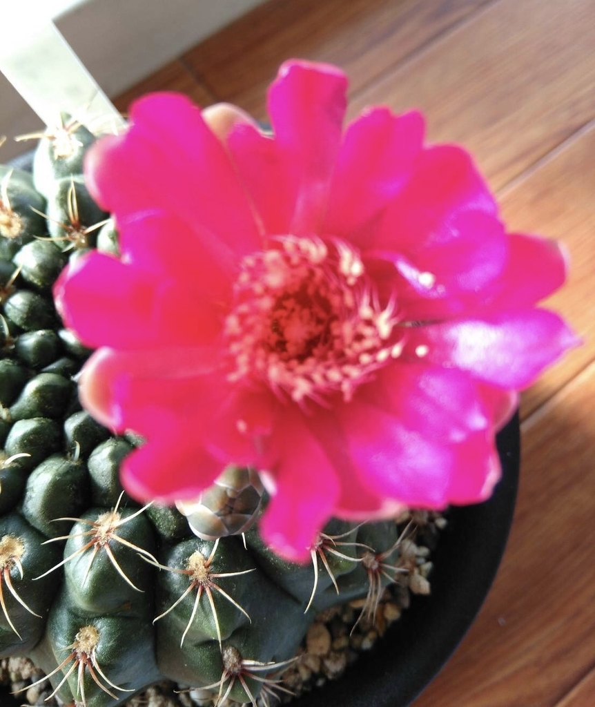 f:id:cactuspower:20181002223648j:plain f:id:cactuspower:20181002223648j:plain